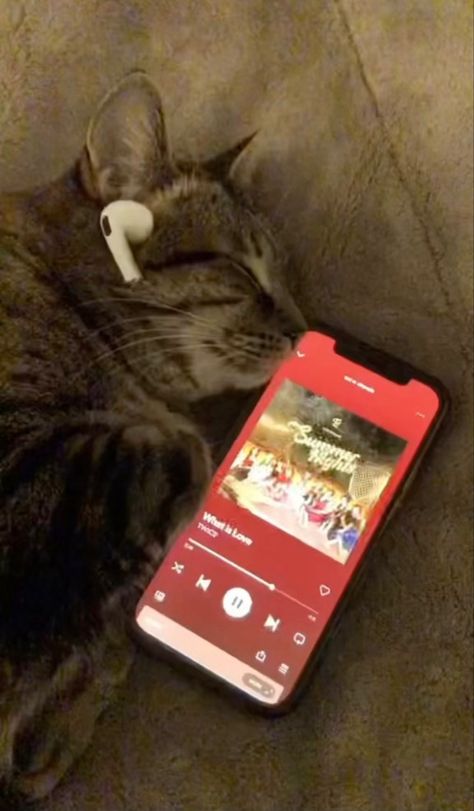 Listening To Kpop Aesthetic, Cat Listening To Music Aesthetic, Cat Listening To Music, Cat Pfps, Bff Pfp Matching Aesthetic, Pinterest Famous, Cat Headphones, Flower Wallpapers, Listen To Song