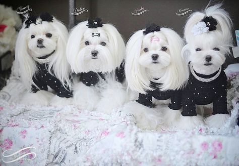 Maltese GROOMING: Uppity-Do-Dah Hairstyles – MalteseObsession Maltese Dogs Grooming, Maltese Dogs Haircuts, Maltese Haircut, Dog Grooming Diy, Maltese Breed, Perro Shih Tzu, Dog Grooming Styles, Maltese Mix, Dog Haircuts