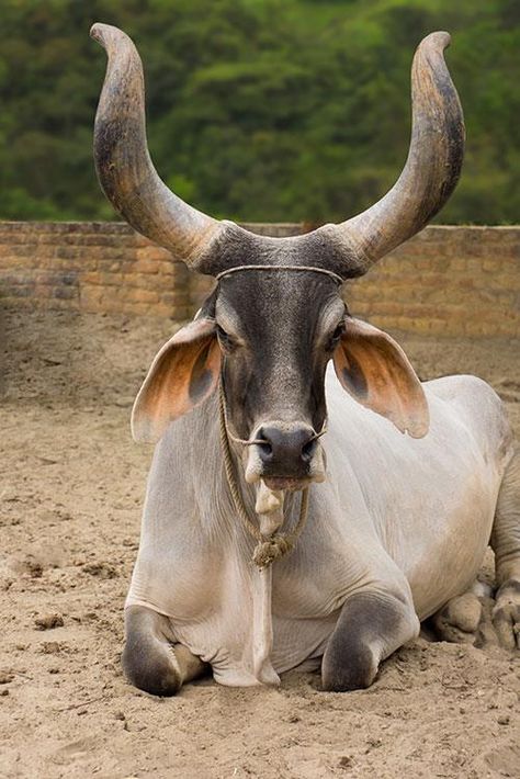 Brahma Bull, Bizarre Animals, Animals With Horns, Beef Cattle, Mule Deer, Unusual Animals, Manx, Animals Of The World, On The Ground