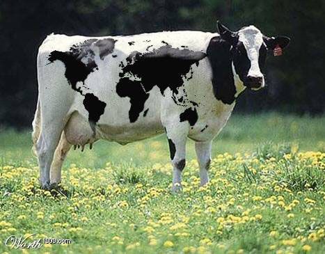 Types of cows Types Of Cows, Holstein Cows, Hidden Images, Cow Pictures, Barnyard Animals, Cows Funny, Dairy Cows, Unusual Animals, Road Trip Fun