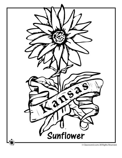 Kansas State Flower Coloring Page | Woo! Jr. Kids Activities Kansas State Bird, Teacher Worksheets Lesson Plans, Kansas State Flower, Kansas Day, Sunflower Coloring Pages, Kansas Map, State Of Kansas, Flag Coloring Pages, State Symbols