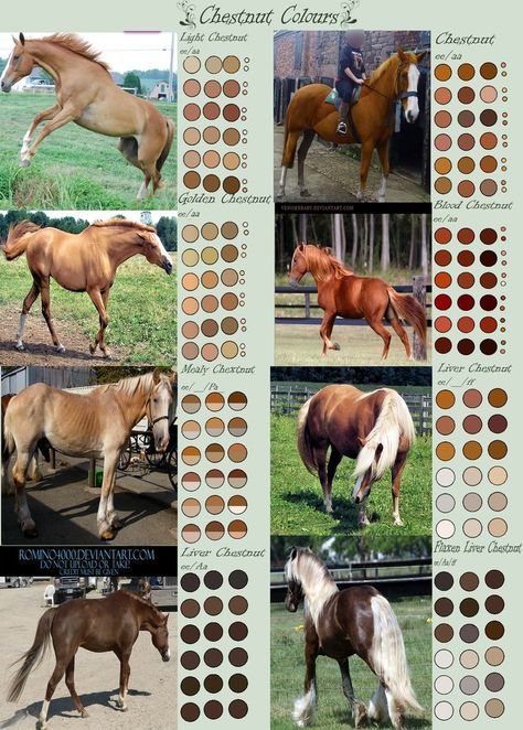 Chestnut Horse Colours by EdithSparrow Horse Color Chart, Chestnut Horses, Horse Markings, Horse Coat Colors, Horse Facts, Horse Coats, Horse Info, Horse Anatomy, Paint Horse