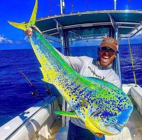 One of the best mahi mahi close up pictures 👌 @anki_othberg Check out Crazy Spearfishing stories! LINK IN BIO👇👇👇… Fishing In Canada, Mahi Fish, Rare Fish, Giant Fish, Big Game Fishing, Monster Fishing, Salt Water Fishing, Salt Water Fish, Cool Fish