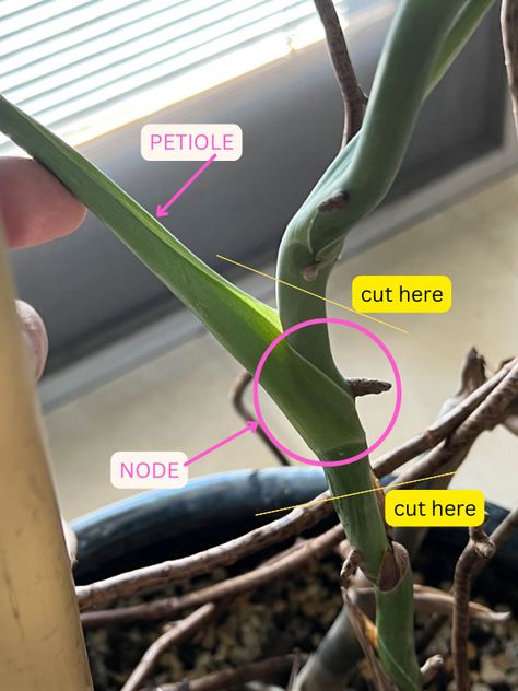 propagate-monstera-in-water Propagate Monstera In Water, Easy Plant Propagation, Mini Monstera Plant Propagation, Monsters Propagation, Propagate Monstera Adansonii, Monstera Adansonii Propagation, Monstera In Water Vase, Monstera Propagation Water, Propagating Monstera In Water