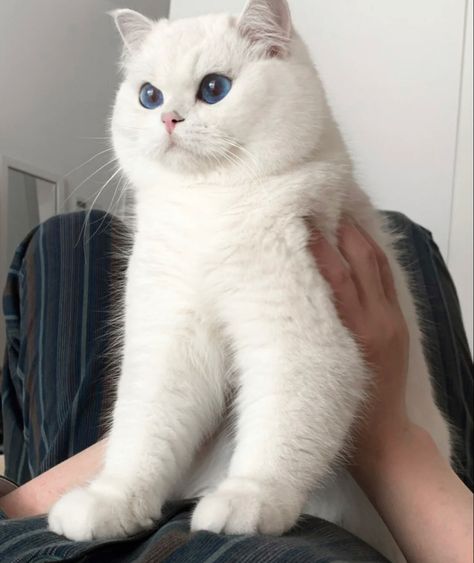 Cute Cats Aesthetic, Funniest Pics, Scottish Fold Cat, British Shorthair Kittens, Short Hair Cats, British Shorthair Cats, Cats Aesthetic, Aesthetic White, Cute Cats Photos