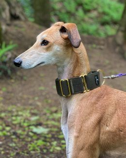 Whippet Collar, Maverick And Goose, Greyhound Collar, Kitchen Larder, Dog Pajamas, Dream Dog, Martingale Collar, Italian Greyhound, Brass Fittings