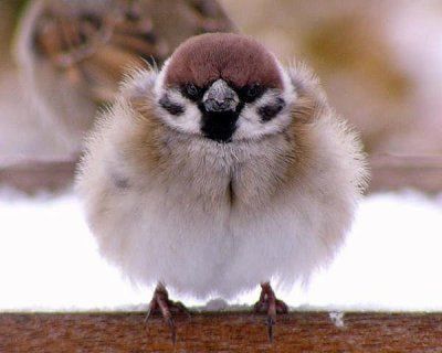 fur ball Kawaii Animals, Backyard Birds, Bird Drawings, Pretty Birds, Bird Photo, Colorful Birds, Cute Birds, Little Birds, Small Birds