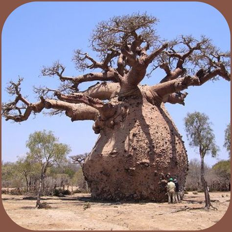 Baobab Tree - Africa , Madagascar , Australia  More At FOSTERGINGER @ Pinterest Unusual Trees, Weird Trees, Tree Interior, Socotra, Baobab Tree, Giant Tree, Old Trees, Unusual Plants, Unique Trees