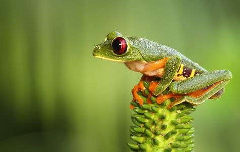 side profile frog Red Eyed Tree Frog, Frog Wallpaper, Wild Photography, Cute Easy Doodles, Tree Frog, Cute Cartoon Drawings, Frog And Toad, Tree Frogs, Side Profile