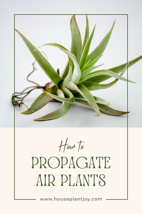 Hi there, plant lovers! 🌿✨ Dive into a magical gardening journey with us as we explore how to propagate air plants. Discover the charm of these green companions that can spruce up your living space effortlessly! #AirPlants #PlantPropagation #IndoorGardening Plant Propagation, Family Learning, Propagating Plants, Hi There, Air Plants, Plant Lover, House Plants, The Magic, Plants