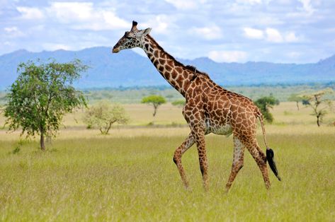 Biggest Animals In The World, Giraffe Habitat, Beruang Grizzly, Burung Kakatua, Giraffe Facts, Africa Trip, Trophy Hunting, Big Animals, Kwazulu Natal