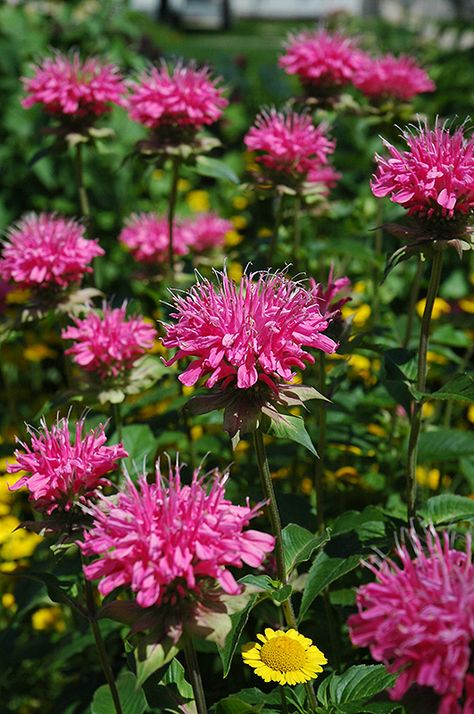 Click to view a full-size photo of Marshall's Delight Beebalm (Monarda 'Marshall's Delight') at Dutch Growers Garden Centre Perennial Bulbs, Deer Resistant Plants, Perennial Border, Hot Pink Flowers, Bee Balm, Garden Centre, Herbaceous Perennials, Woodland Garden, Bedding Plants