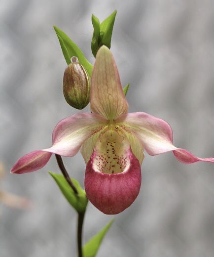 Orchid Pictures, Lady Slipper Flower, Create Tattoo, Orchid Drawing, Orchid Images, Slipper Orchid, Orchid Varieties, Endangered Plants, Lady Slipper Orchid