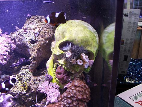 Poll: Have you ever used skulls or other creative forms in your reef? | REEF2REEF Saltwater and Reef Aquarium Forum Skull Aquarium, Dark Nautical, Aquarium Inspiration, Aquascape Design, Reef Aquarium, Beautiful Fish, Aquascaping, Beautiful Animals, Animals Beautiful