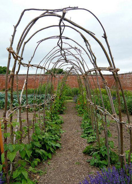 A green bean tunnel - the girls would love it!  Could do peas as well. Bean Tunnel, Bean Poles, Diy Arbour, Garden Ideas To Make, Willow Garden, Garden Obelisk, Trellis Ideas, Charming Garden, Vegetable Garden Design