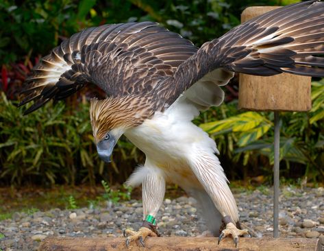 https://flic.kr/p/6QaVGP | Philippine eagle | The Philippine Eagle, Pithecophaga jefferyi, also known as the Great Philippine Eagle, Haribon, or Monkey-eating Eagle, is a bird of prey belonging to the family Accipitridae and the world’s largest eagle. It is the only member of the genus Pithecophaga and is genetically believed to be most closely related to the snake eagles. The Philippine Eagle has a dark brown back and white underbelly. Its nape possesses long brown feathers that resemble a cres Monkey Eating, Philippine Eagle, Animal Photography Wildlife, Raptors Bird, Endangered Wildlife, Eagle Art, Exotic Birds, Alam Yang Indah, Colorful Birds