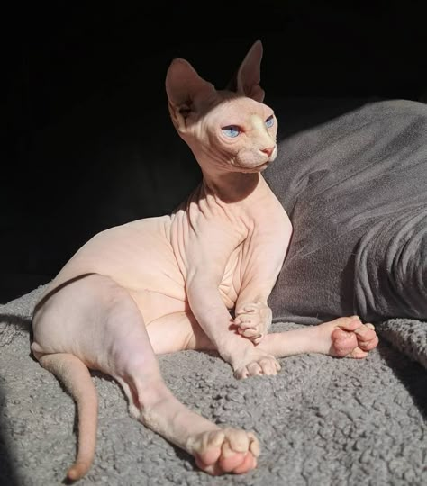 Sphynx cat! #catsofinstagram #cats Naked Cat, Cute Hairless Cat, Sphinx Cats, Chat Sphynx, Hairless Cats, Sphinx Cat, Dream's Cat, Sphynx Cats, Dream Pet