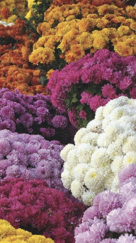 Mums Flowers Aesthetic, Crsanthmum Flower, Crysantenum Flower Aesthetic, Crythanthimum Flowers, Chrisanthiums Flower, Mums Aesthetic, Chrysanthemum Flower Aesthetic, Unique Garden Edging Ideas, Crysantenum Flower