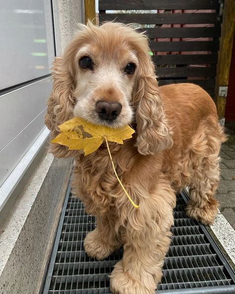 Golden Cocker Retriever, Cocker Spaniel Puppies, Cocker Spaniel Dog, Very Cute Dogs, English Cocker, Really Cute Dogs, Spaniel Puppies, Pretty Animals, Spaniel Dog