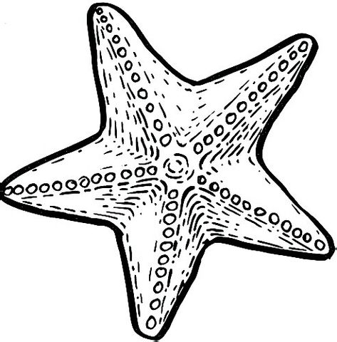 Animal Drawing Ideas, Starfish Drawing, Sea Creatures Drawing, Animal Outline, Sea Creatures Art, Easy Animal Drawings, Start Drawing, Drawing Animals, Scrapbook Printing