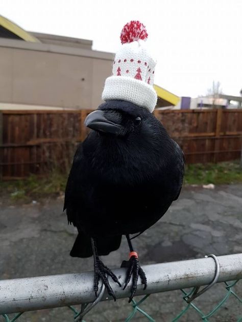 He Has A Hat. Crows Ravens, Bohol, The Crow, Funny Birds, Funny Animal Pictures, Animal Memes, Black Bird, Funny Cute, Animals And Pets