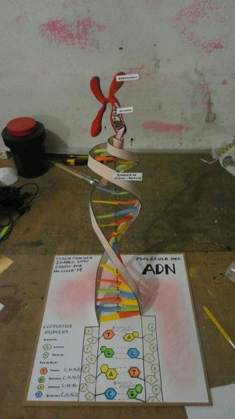 Dna Model Project, Dna Project, School Science Projects, Biology Projects, Biology Classroom, Dna Model, Biology Art, Biology Teacher, Science Crafts