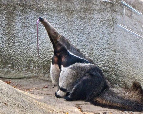 21 Facts That Prove Giant Anteaters Are Secretly The Coolest Animals On The Planet Ant Eater, Giant Anteater, Detroit Zoo, Interesting Animals, San Diego Zoo, Unusual Animals, Animal Friends, Funny Animal Memes, Animal Photo