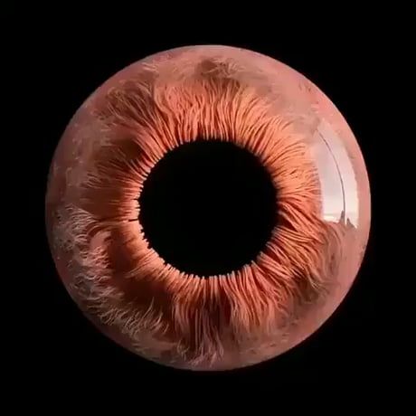 Human eye under a microscope Eye Under Microscope, Science Photography, Under Microscope, Microscopic Photography, Eyeball Art, Medical Videos, Biology Facts, Under A Microscope, Biology Art