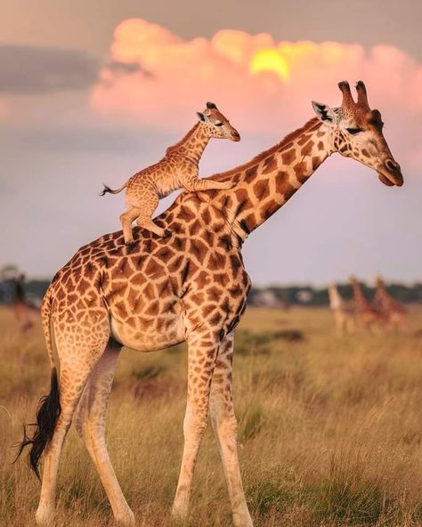 Animals Wild Photography, Beautiful Animals Photography Wildlife, Picture Of Giraffe, Giraffe Wallpaper, Giraffe Photography, Animals In Nature, National Geographic Photography, Giraffe Pictures, Animals Video