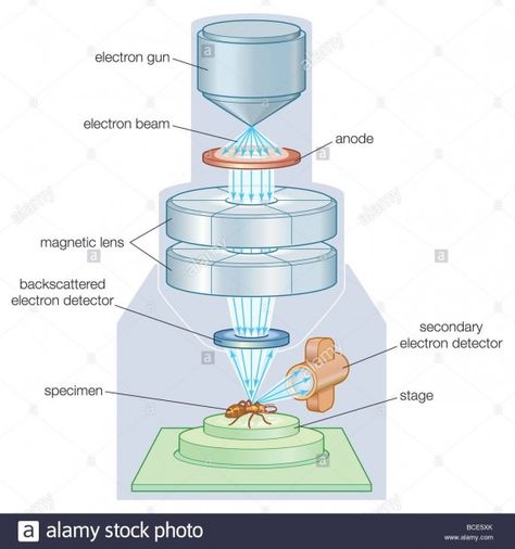 Diagram Of Scanning Electron Microscope Dissecting Microscope, Microscope Images, Science Fiction Design, Electron Microscope Images, Optical Microscope, Cell Organelles, Scanning Electron Microscope, Magnified Images, Physics Concepts