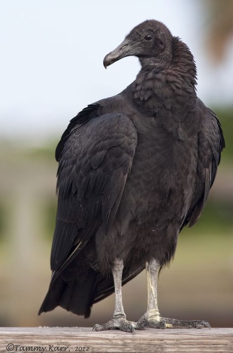 Black Vultures, Black Vulture, Gacha Background, National Geographic Photographers, Amazing Birds, Bald Eagles, Animal References, Kinds Of Birds, Grey Tattoo