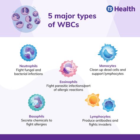 Low Wbc Count, Wbc Blood Cells, Increase White Blood Cell Count, White Blood Cells Increase, Low White Blood Cells, Nursing Labs, Abdominal Pain Relief, Nurse Notes, Nursing Skills