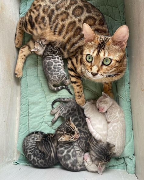 Bengal Cat Kitten, Cat And Dog Photos, Kitten Surprise, Asian Cat, Bengal Kitten, Gorgeous Cats, Bengal Cat, Warrior Cats, Beautiful Cat