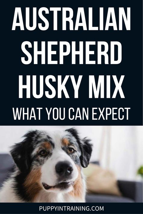 What Is An Australian Shepherd Husky Mix? (Breed Facts 101) Australian Shepherd Mixed With Husky, Aussie Husky Mix Puppies, Miniature Aussie, Australian Shepherd Husky, Service Dogs Breeds, Husky Names, Dog Breeds That Dont Shed, Aussie Mix, German Shepherd Husky