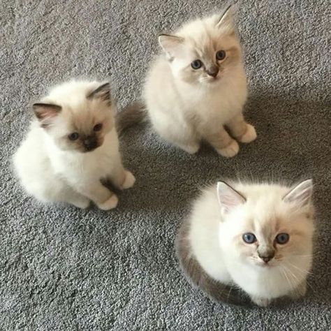 Introducing - The Three Amigos !! The Three Amigos, Three Amigos, Kitten Care, Three Cats, Great Cat, Mama Cat, Baby Kittens, Little Kittens, Cute Cats And Kittens