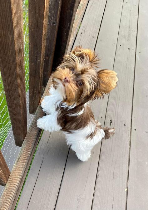 Parti Colored Yorkies, Yorkie Mixed Breeds, Maltese Yorkie, Brown Yorkie, Parti Yorkie, Yorkie Haircut Teddy Bear, Biewer Terrier, Yorkie Teddy Bear Cut, Shorkie Dogs