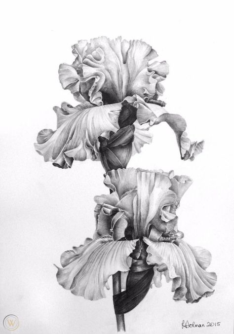 LYNN DOLMAN. Botanical Original Pencil Drawing Flower. Tall Bearded Irises. | #1738585714 Botanical Pencil Drawings, Drawing Flowers Pencil, Pen Drawing Flower, Hiromi Miura, Flower Pencil Drawings, Pencil Drawing Flowers, Flower Sketch Pencil, Botanical Art Drawing, Iris Drawing