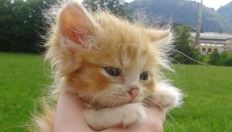 Tiny Ginger Kitten Found in Woods Without a Mom, Now Two Years Later. Munchkin Kitten, Orange Kitten, Ginger Kitten, Orange Kittens, Two Years Later, Sleeping Kitten, Tabby Kitten, Tiny Kitten, Being Held