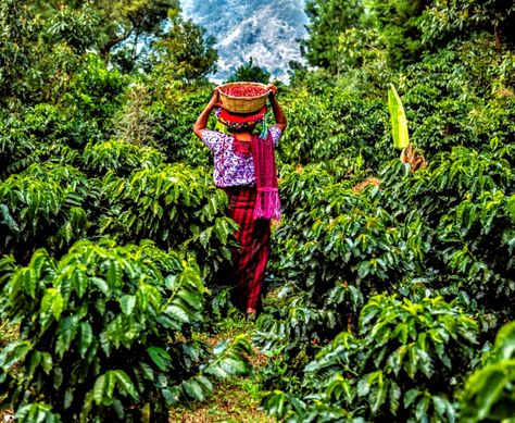 Coffee Landscape, Coffee Farming, Cafe Mural, History Of Coffee, Guatemala Coffee, Coffee Plants, Mexican Coffee, Coffee History, Coffee Brand