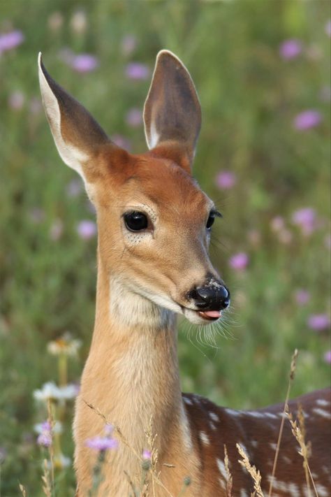 Doe Reference Photo, Deer Facing Forward, Deer Front View, Doe Deer, Axis Deer, Deer Nose, Deer Reference Photo, Doe Aesthetic, Deer Pretty