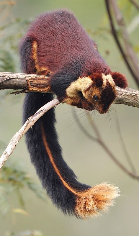 The Indian giant squirrel, or Malabar giant squirrel, (Ratufa indica) is a large tree squirrel species genus Ratufa native to India. Beautiful Nature Animals, Beautiful Animals Photography, Wildlife Aesthetic, Indian Giant Squirrel, Giant Squirrel, Nature Photography Animals, Crazy Nature, Regnul Animal, Crafts Animals