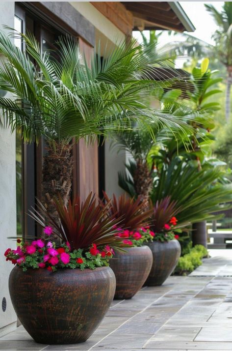 Planters Outdoor Ideas, Large Planters Outdoor, Evergreen Potted Plants, Alex Eagle, Garden Planter Ideas, Planters Outdoor, Small Yard Landscaping, Patio Trees, Side Yard Landscaping