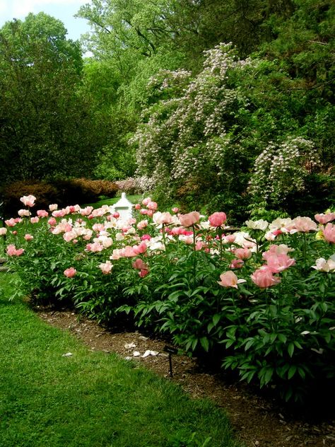 Winterthur Gardens, Farm Landscaping, Hydrangea Landscaping, Japanese Garden Landscape, Growing Peonies, Hosta Gardens, Shade Gardens, Cottage Garden Design, English Cottage Garden