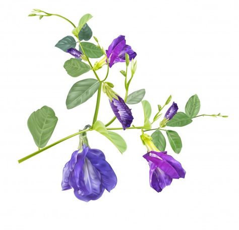 April Birth Flowers, Daisy Sweet Pea, Growing Sweet Peas, About Butterfly, April Birth Flower, Flowers Daisy, Daisy Petals, April Flowers, Butterfly Pea Flower