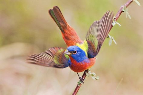 Painted Bunting Bird, Bunting Bird, Blue Gold Macaw, Painted Bunting, Most Beautiful Birds, Birds Of A Feather, Bird Pictures, Pretty Birds, Bird Photo