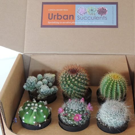 cactus-box-5598 Plants For Gifts, Cactus Centerpiece, Cactus Arrangements, Cactus Arrangement, Plant Business, Plant In Glass, Cactus House Plants, Cactus Gift, Cactus Planta