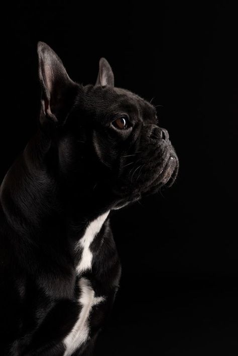 Dog Ear Tattoo, Dog Photography Poses, Baby French Bulldog, Dog Print Tattoo, Animal Photoshoot, Wallpaper Dog, Tattoo Dog, Dog Breeds List, Bulldog French