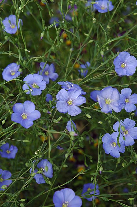 Perennial Flax (Linum perenne) at Canyon Creek Nursery Linum Perenne, Produce Illustration, Glen Echo, Witchy Garden, Landscape Nursery, Low Water Gardening, Flax Flowers, Future Garden, English Gardens