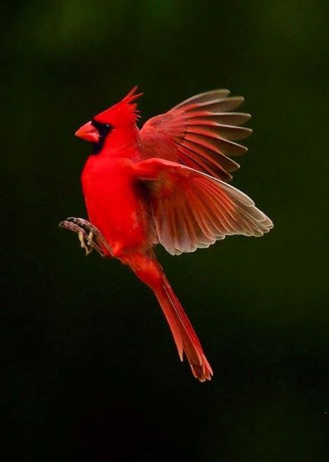 Pics Of Cardinal Birds, Cardinal In Flight Drawing, Cardinal Aesthetic Wallpaper, Northern Cardinal Drawing, Cardinal Flying Tattoo, Flying Cardinal Tattoo, Cardinal Aesthetic, Cardinal Bird Drawing, Cardinal Wings