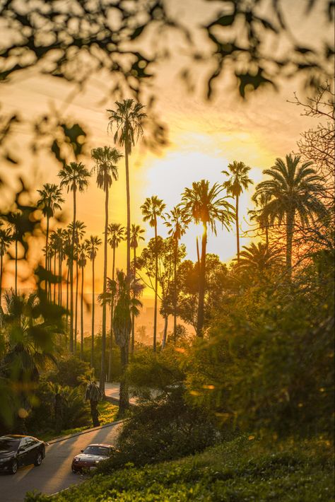 Have you heard of Elysian Forest? #elysianpark #dtla #losangeles #photography #sunset #goldenhour Angeles National Forest, Sunset Los Angeles, Los Angeles Golden Hour, Los Angeles Landscape, Sunset Blvd Los Angeles, Sunset City, Pink Sunset, Pacific Beach, Downtown Los Angeles